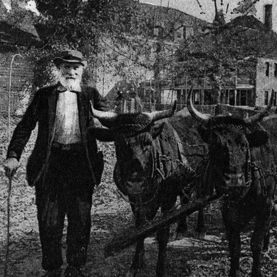 Vintage black and white photograph of an early Blowing Rock settler with a working ox, illustrating the rugged mountain life and agricultural heritage of the High Country.